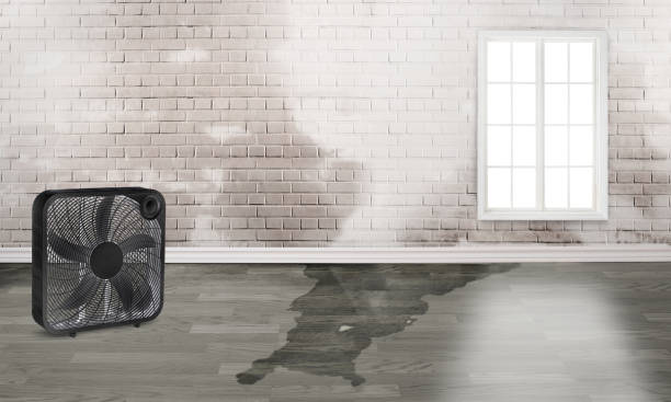Best Flood restoration services  in Lake Summerset, IL